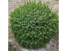 76���. ��� Picea omorika Karel.jpg