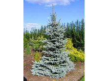 76���. ��� Picea pungens Glauca.jpg