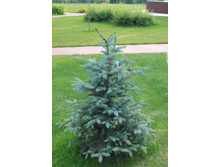 76���. ��� Picea pungens Glauca Arizonica.jpg