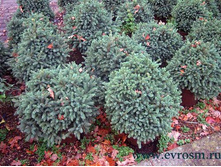 87,7���. ��� Picea glauca Echiniformis.jpeg