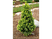 87,7���. ��� Picea glauca Rainbows End.jpg