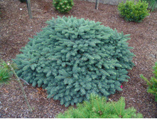 105,2���. ��� Picea abies Waldbrund.JPG