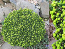 122,7���. ��� Picea abies Little Gem.jpg