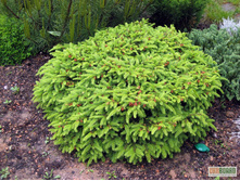 99,4���. ��� Picea abies Nidiformis.jpg