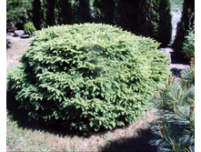 122,7���. ��� Picea abies Maxwellii.jpg