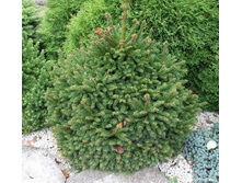 122,7���. ��� Picea abies Ohlendorffii.jpg