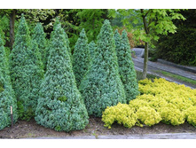 87,7���. ��� Picea glauca Sanders Blue.jpg