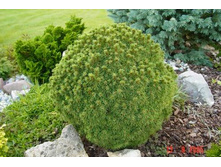 122,7���. ��� Picea glauca Alberta Globe.jpg