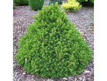 122,7���. ��� Picea abies Tompa.jpg