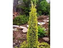 122,7���. ��� Picea glauca Conica Maigold.jpeg