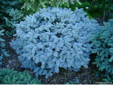 128,1���. ��� Picea pungens Waldbrunn.jpg