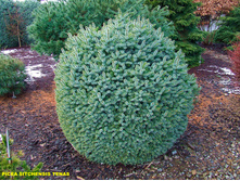 149,1���. ��� Picea sitchensis Tenas.jpg