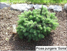 160���. ��� Picea pungens Sonia.jpg