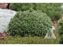 149,9���. ��� Picea glauca Blue Planet.jpg