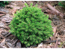 212,1 ��� Picea abies Mountain Dew.jpg