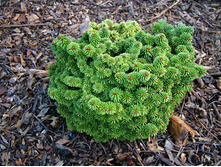 64,4���. ����������� Chamaecyparis thyoides Blue Rock.JPG