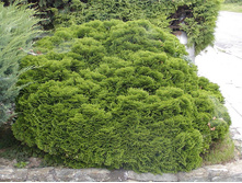 95,5���. ����������� Chamaecyparis obtusa Nana Gracilis.jpg