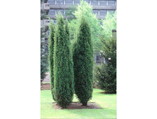 68,3���. ����������� Juniperus communis Hibernica.jpg