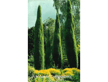 68,3���. ����������� Juniperus communis Suecica.jpg