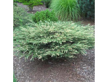 69,1���. ����������� Juniperus communis Spotty Spreader.jpg