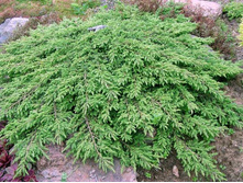 74,5���. ����������� Juniperus communis Green Carpet.jpg