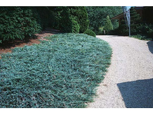74,5���. ����������� Juniperus horizontalis Blue Chip.jpg