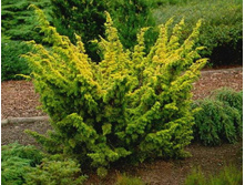 79,9���. ����������� Juniperus chinensis Aurea.jpg