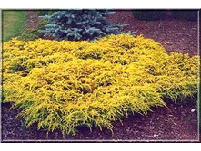 79,9���. ����������� Juniperus communis Depressa Aurea.jpg