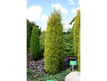 79,9���. ����������� Juniperus communis Gold Cone.jpg