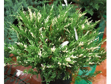 87,7���. ����������� Juniperus horizontalis Andorra Variegata.jpg