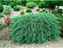 91,6���. ����������� Juniperus horizontalis Glacier.jpg