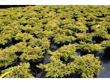 79,9���. ����������� Juniperus communis Goldschatz.jpg