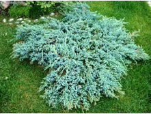 142,6���. ����������� Juniperus horizontalis Icee Blue.jpg