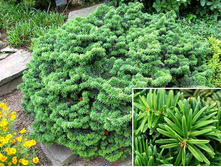 120,4���. ����� Abies balsamea Nana.jpg