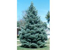 107,1���. ����� Abies concolor.jpg