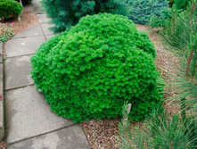 120,4���. ����� Abies koreana Cis.jpg