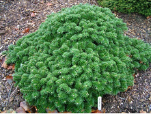 120,4���. ����� Abies koreana Brillant.jpg