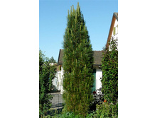 76���. ����� Pinus nigra Pyramidalis.jpg