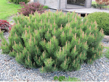 76���. ����� Pinus mugo pumilio.jpg