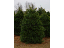 76���. ����� Pinus strobus.jpg