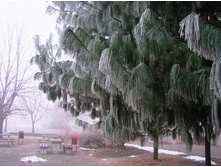 76���. ����� Pinus wallichiana.jpg