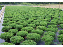 64,4���. ����� Pinus mugo mugo.jpg