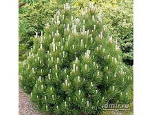 78,4���. ����� Pinus mugo mughus.jpg