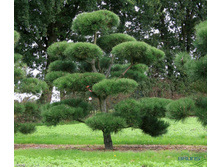 78,4���. ����� Pinus nigra nigra.jpg
