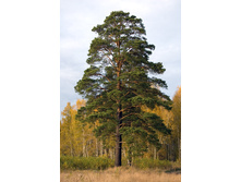 78,4���. ����� Pinus sylvestris.jpg