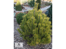 216���. ����� Pinus mugo Golden Glow.jpg