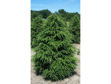 79,2���. ����� Tsuga canadensis.jpg