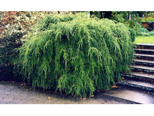 135,7���. ����� Tsuga canadensis Pendula.jpg