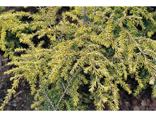 231���. ����� Tsuga canadensis Wintergold.jpg
