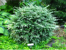 177,6���. ����� Tsuga canadensis Gentsch White.jpg